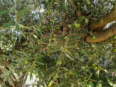 老橄榄树含绿果的橄榄树木头蔬菜处女花园收成阳光香气光束镜片古董背景