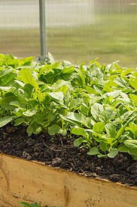 在一个温室中种植早期萝卜的规则 为更多地使用维生素而卧床的多汁的青菜 垂直拍摄灌溉流动蔬菜山脉快照湿度生长塑料生态农场图片