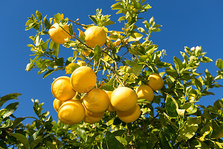 葡萄果树花园水果维生素生长收成食物植物叶子季节柚子图片