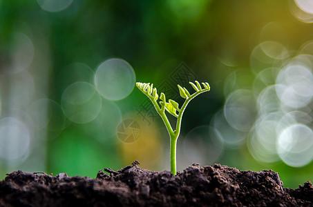 儿童植树在自然背景的清晨光下播种幼苗 植树苗苗苗苗活力生物家庭生长男人森林农业园艺地球种植背景