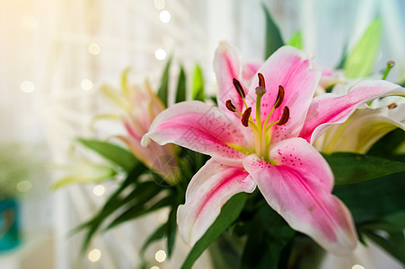 花园里的粉红利丽花和颜色粉色的音调 鲜花浅 dof婚礼纪念日庆典植物群工作室植物学花束宏观百合植物图片