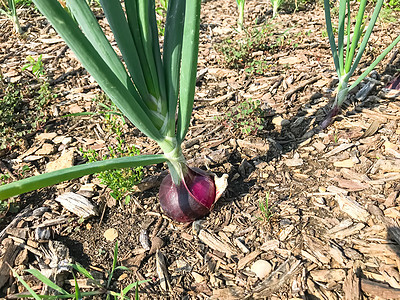 准备在美国补丁园收获的有机红洋葱灯泡场地叶子紫色植物学土壤地球宏观营养美食市场图片