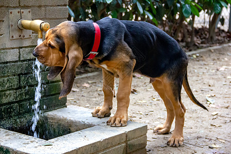 月水5个月时 一只漂亮的猎狗犬类哺乳动物街道朋友动物猎犬水柱耳朵宠物香味背景