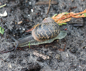 Cornu 近处的俗称花园蜗牛食物房子荒野石头孤独植物下雨天线螺旋叶子图片