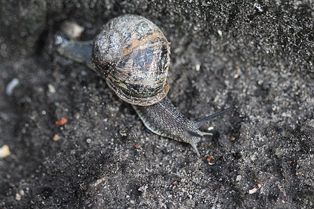 Cornu 近处的俗称花园蜗牛宏观孤独害虫蜗牛壳鼻涕虫植物下雨野生动物石头螺旋图片