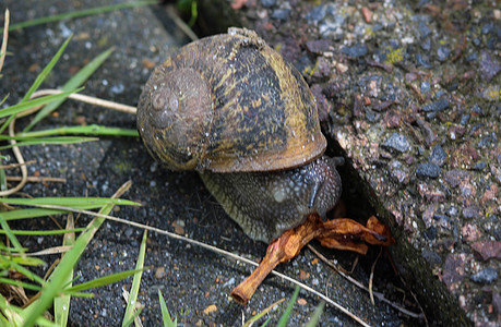 Cornu 近处的俗称花园蜗牛荒野粘液石头叶子宏观下雨眼睛植物野生动物动物图片