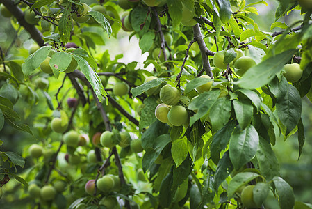 花园里树枝上的樱桃李 绿色樱桃李子特写 果园里有许多大而多汁的李子在阳光下 树枝上挂着有机自然黄李子农场饮食团体绿枝营养植物叶子图片