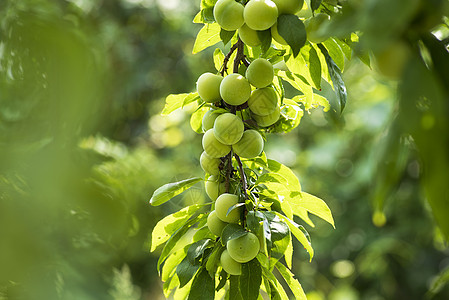 花园里树枝上的樱桃李 绿色樱桃李子特写 果园里有许多大而多汁的李子在阳光下 树枝上挂着有机自然黄李子饮食农业季节收成水果绿枝植物图片