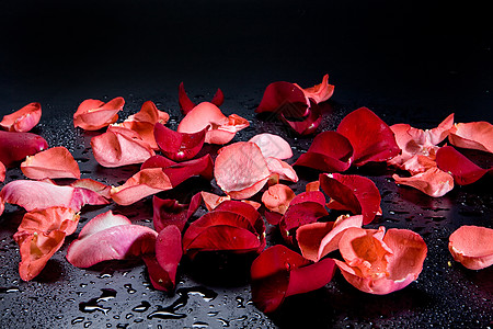 玫瑰花植物作品花束植物群红色花瓣水滴粉色图片