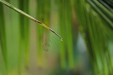 从椰子树一棵绿叶上滴水的水坚果海洋牛奶气候植物群树干棕榈太阳树叶椰子图片