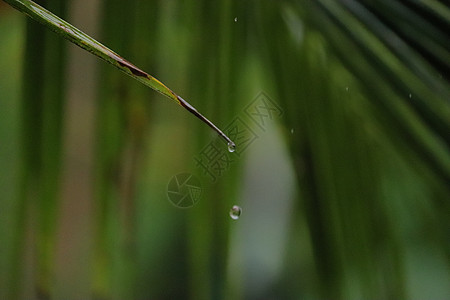 从椰子树一棵绿叶上滴水的水异国森林情调热带丛林椰子木头天堂地平线下雨图片