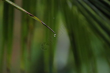 从椰子树一棵绿叶上滴水的水下雨天堂椰子森林粉碎坚果季风热带旅行植物群图片