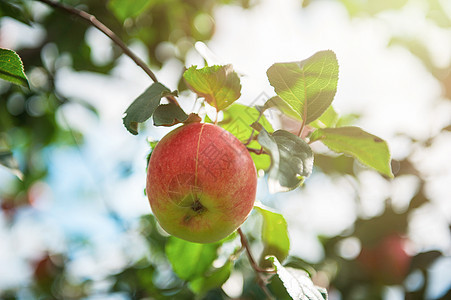 有苹果的苹果树蓝色收成植物营养季节农业花园果园晴天生长图片