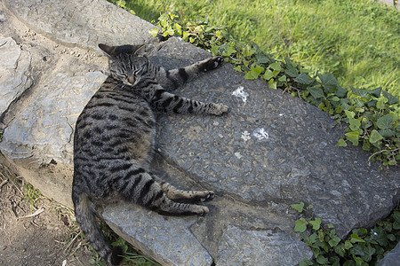 怀孕猫图片