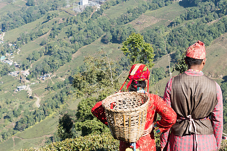 美丽的年轻夫妇相爱 五一节-国际工人日 印度茶叶 浪漫情侣男女在夏季在山区梯田茶园被捕 印度阿萨姆大吉岭图片