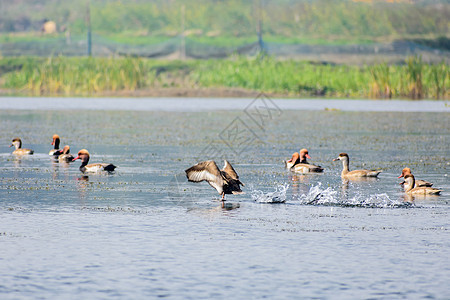 一群迁徙的红冠潜鸭在湖上飞翔 在鸟类保护区印度的水鸟中发现的淡水和沿海鸟类 鸟类生活的天堂日落湿地目的地渔村蜂鸟中心湖岸翅膀鸟群图片