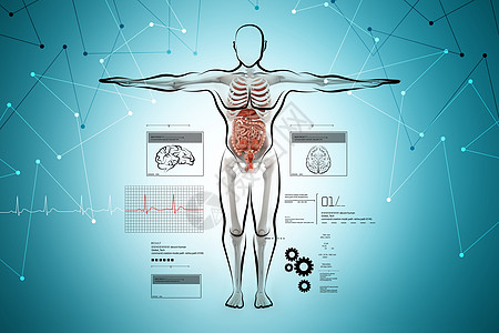 系统内部人体解剖药品男性姿势组织解剖学身体科学x光测试骨干背景