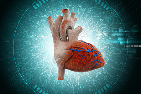 彩色背景中血小板的人心脏压力皮层生活身体男人心脏病学疾病器官扫描脊柱图片