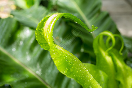 雨滴在鸟巢 fe 绿色幼叶上滴水热带气泡花园液体叶子水滴公园植物群环境植物年轻的高清图片素材