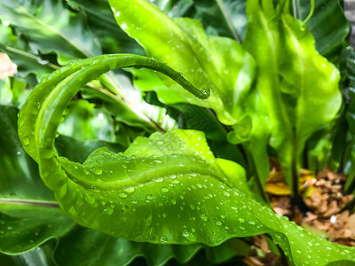 雨滴在鸟巢 fe 绿色幼叶上滴水液体环境生活生态植物群宏观蕨类叶子植物水滴气泡高清图片素材