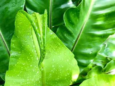 雨滴在鸟巢 fe 绿色幼叶上滴水气泡植物树叶叶子液体环境生长飞沫生态植物群细节高清图片素材