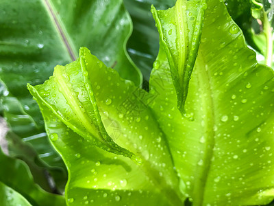 雨滴在鸟巢 fe 绿色幼叶上滴水季节生活公园植物生态水滴叶子生长飞沫环境细节高清图片素材