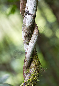 马达加斯加丛林的紧闭圆形木头雨林图片