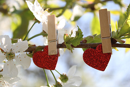 红心在开花的樱桃树上母亲树木晚餐衣夹植物群结婚爱心树枝爱的心樱花图片