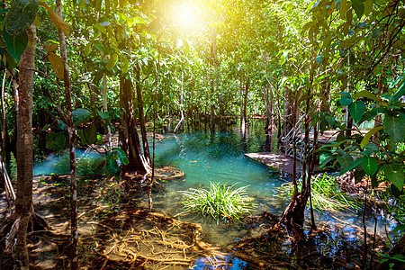城市森林旅行溪流歌曲湿地水晶蓝色矿物热带沼泽红树图片