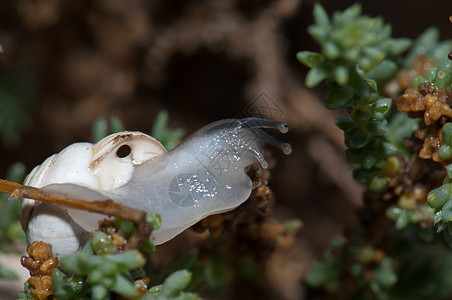 白花园蜗牛天线生活食物荒野贝壳害虫动物群野生动物贝类生物图片