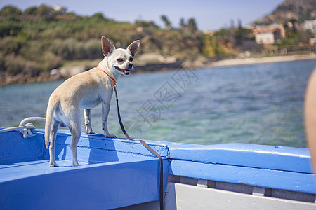 2号船上的吉娃娃艺术小狗犬类婴儿柳条盘子篮子动物日历天鹅图片