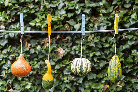 一些南瓜吊起来甜点庆典树叶花园装饰木头食物季节蔬菜假期图片