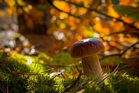 苔树叶中的蘑菇图片