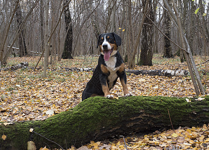 快乐的狗走在阴暗的秋天森林里图片