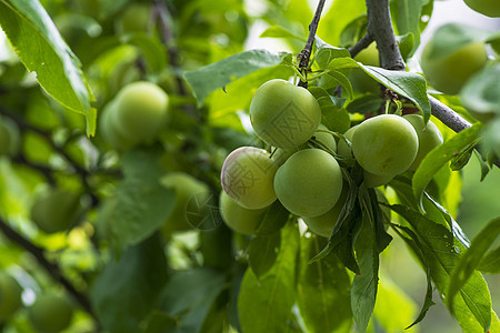 花园里树枝上的樱桃李 绿色樱桃李子特写 果园里有许多大而多汁的李子在阳光下 树枝上挂着有机自然黄李子绿枝蓝色食物收成饮食营养水果图片