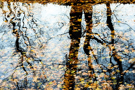 水中落下的叶子图片