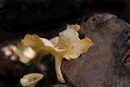 长在死树的树皮上的真菌菌类苔藓森林孢子天鹅绒木头绿色树干鹿茸宏观图片