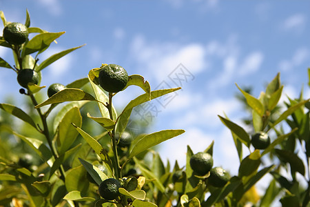 树上有绿色的橘子柠檬饮食热带场地农业柑桔水果植物果汁花园图片