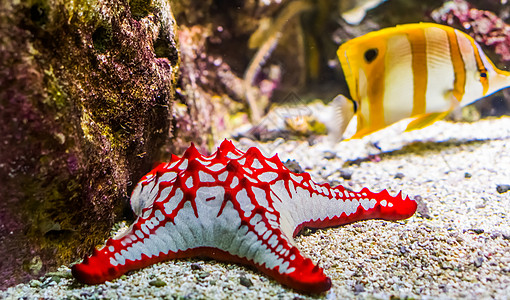 特写非洲红顶海星 热带装饰性水族馆宠物 来自非海洋的海星斑鱼图片