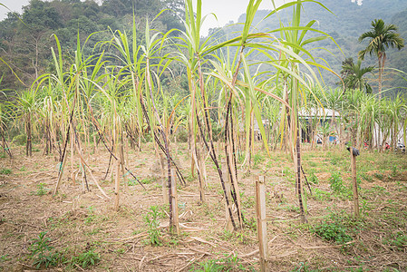 北越国家一侧有竹塔利支助的紫糖甘蔗农场在北越农村一侧树干花园叶子收成生长热带村庄植物种植园土壤图片