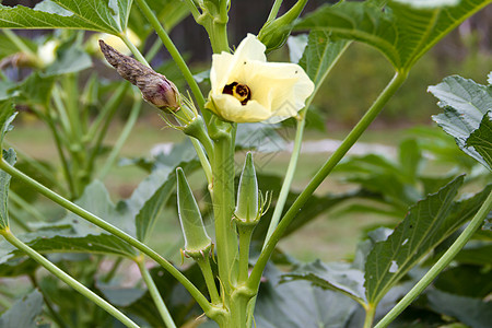 有机花园中土耳其棚子种植场植物食物叶子白色收成绿色手指农业蔬菜水果图片