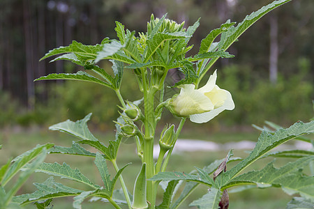 有机花园中土耳其棚子种植场植物白色农场绿色叶子农业收成水果栽培手指图片