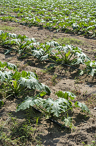 Zucchini在田里 长成一排的Zucchini黄色农业收成农场场地农田绿色叶子乡村食物图片