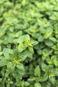 新鲜树脂花园桌子植物美食草本植物叶子食物蔬菜生长草本图片