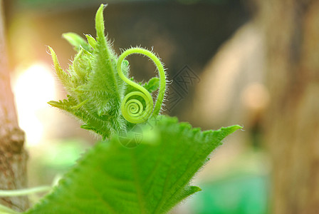 黄瓜树营养食物卷发收获养分卷须蔬菜季节树梢生长高清图片