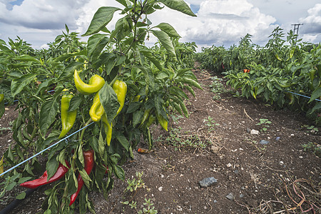 在野外种植胡椒树栽培蔬菜辣椒健康收成农业花园农场生长场地图片