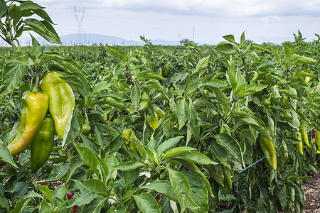 在野外种植胡椒树收成健康辣椒农场饮食生长环境花园栽培蔬菜图片