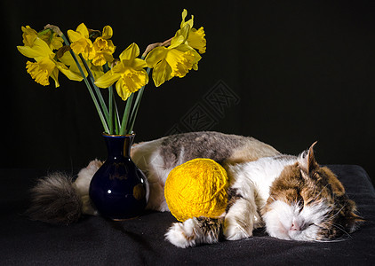 三色猫 睡在蓝色花瓶里的黄线球和花朵花束上图片