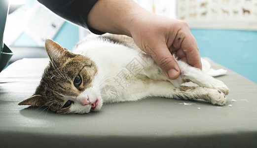 兽医中的猫麻醉药物手套桌子专家诊断宠物外科药品医生诊所图片