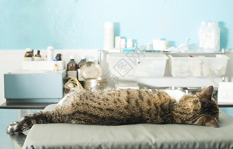 兽医中的猫麻醉疾病房间女性动物哺乳动物宠物医院桌子医生专家图片